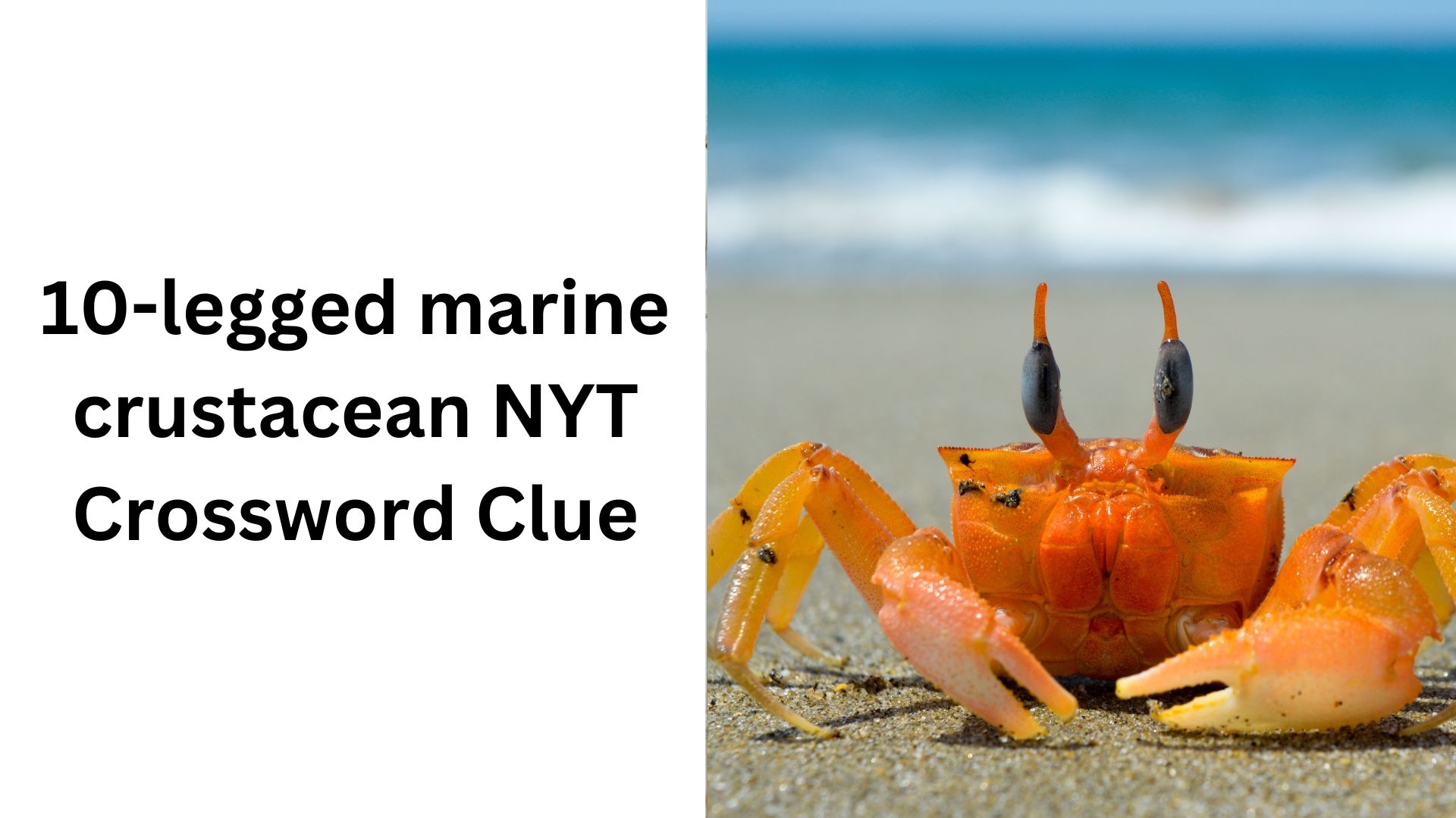 10 legged Marine Crustacean NYT Crossword Clue