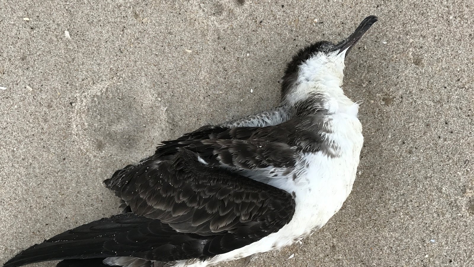 sea bird crossword clue