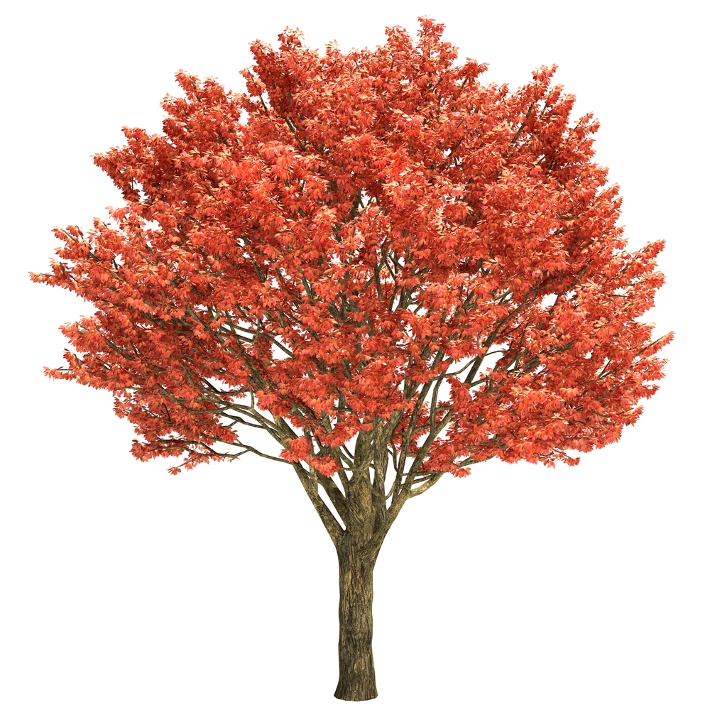 maple genus crossword clue