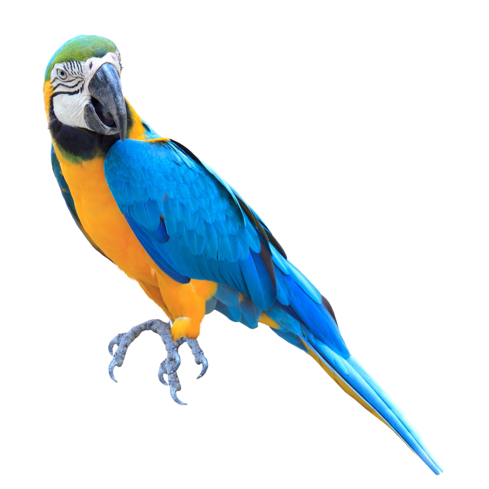 All Terms Associated With PARROT Collins English Dictionary