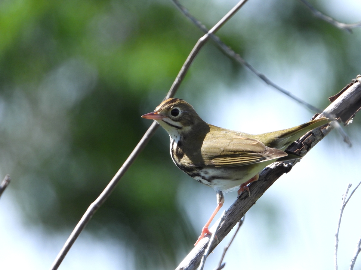 tiny songbird crossword clue