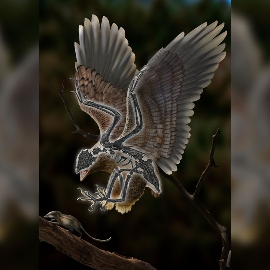 crossword clue sea eagle