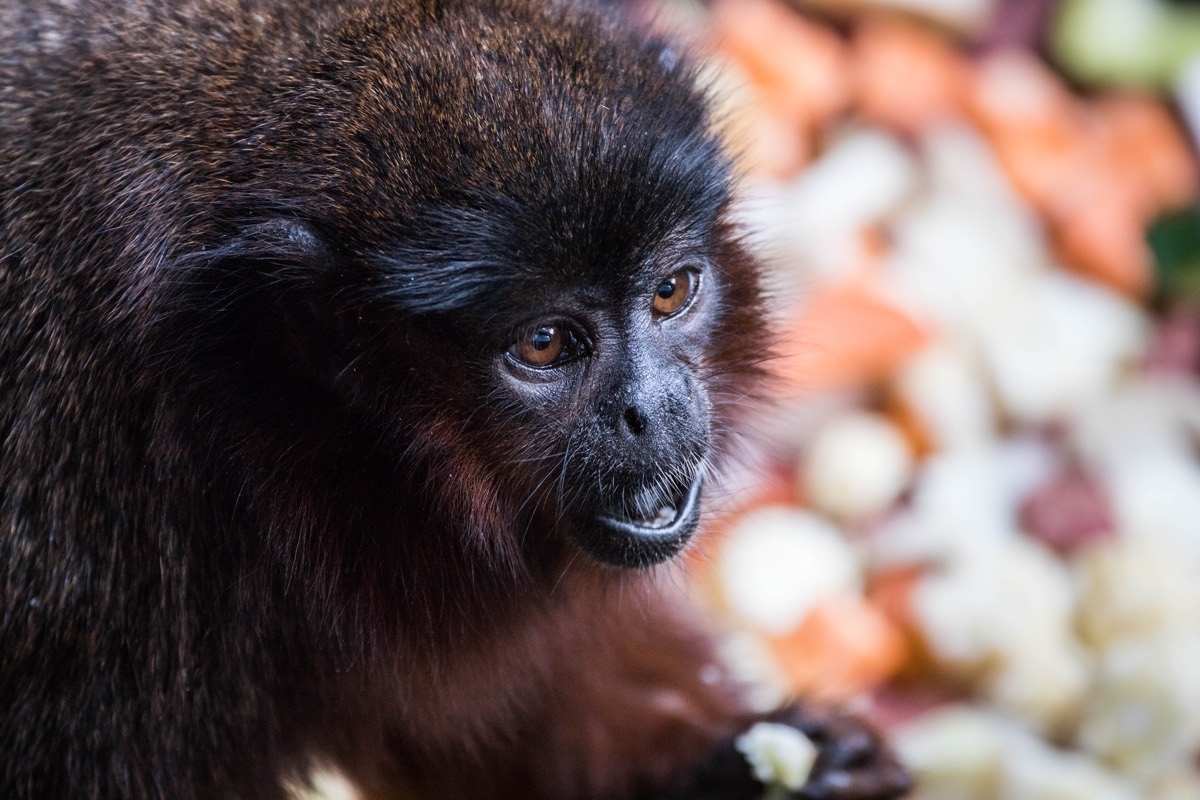 Ancient Monkey Transformed Into A Sloth When It Arrived In Jamaica Live Science