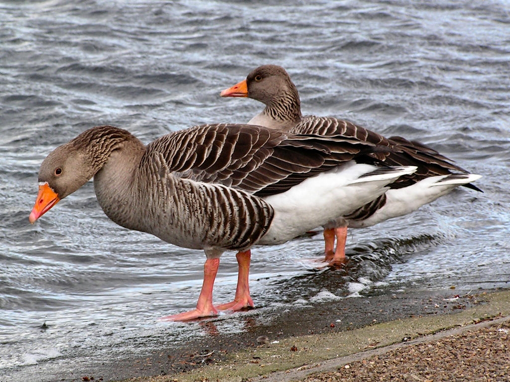 Anser bird Wikipedia