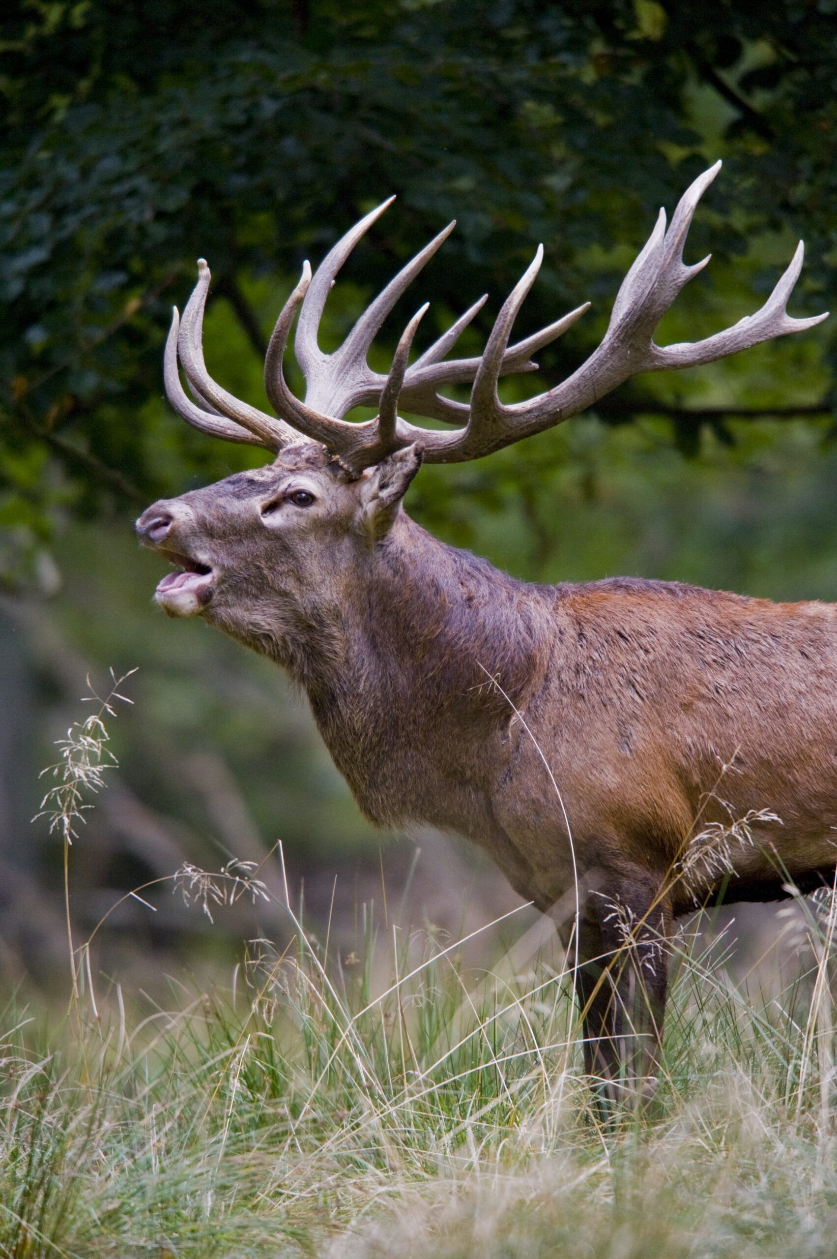 Antler Wikipedia