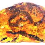 Baby Snake Fossil Found Trapped In Amber Offers Clues On Evolution The New York Times