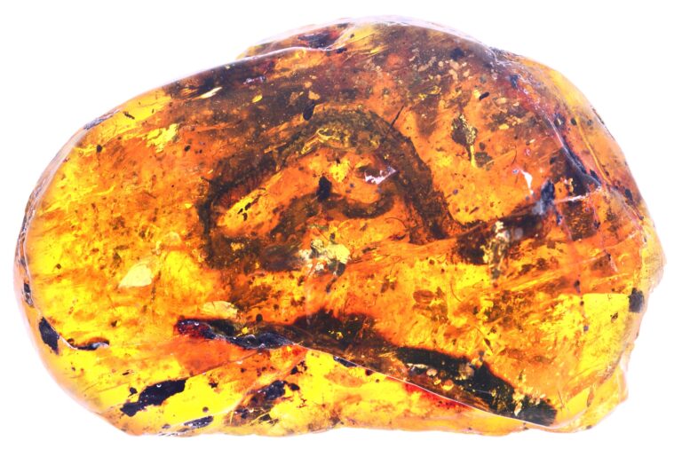 Baby Snake Fossil Found Trapped In Amber Offers Clues On Evolution The New York Times