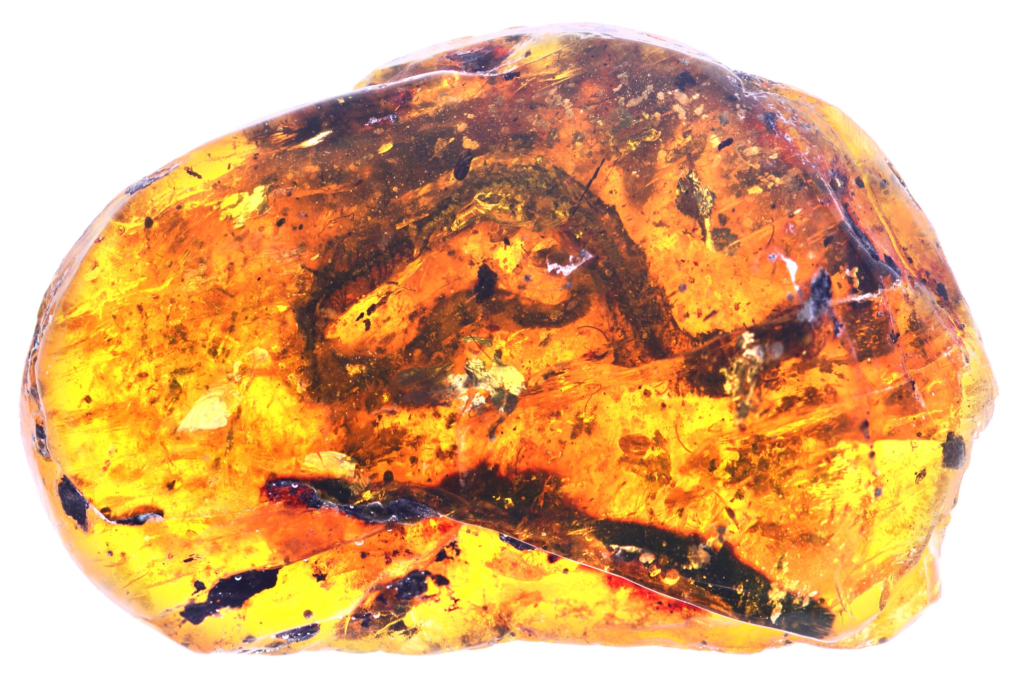 Baby Snake Fossil Found Trapped In Amber Offers Clues On Evolution The New York Times Baby Snake Fossil Found Trapped In Amber Offers Clues On Evolution The New York Times