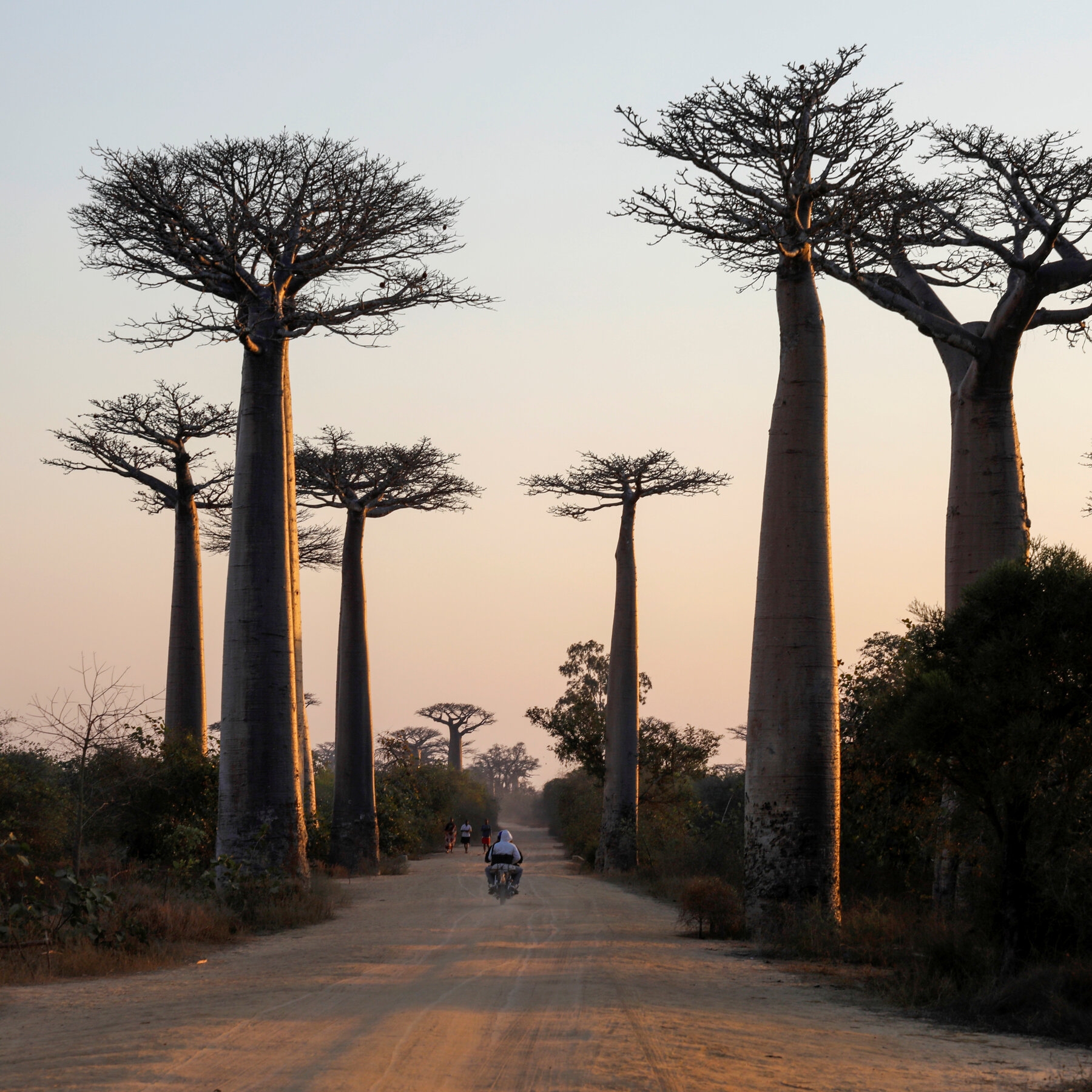 madagascar tree crossword clue