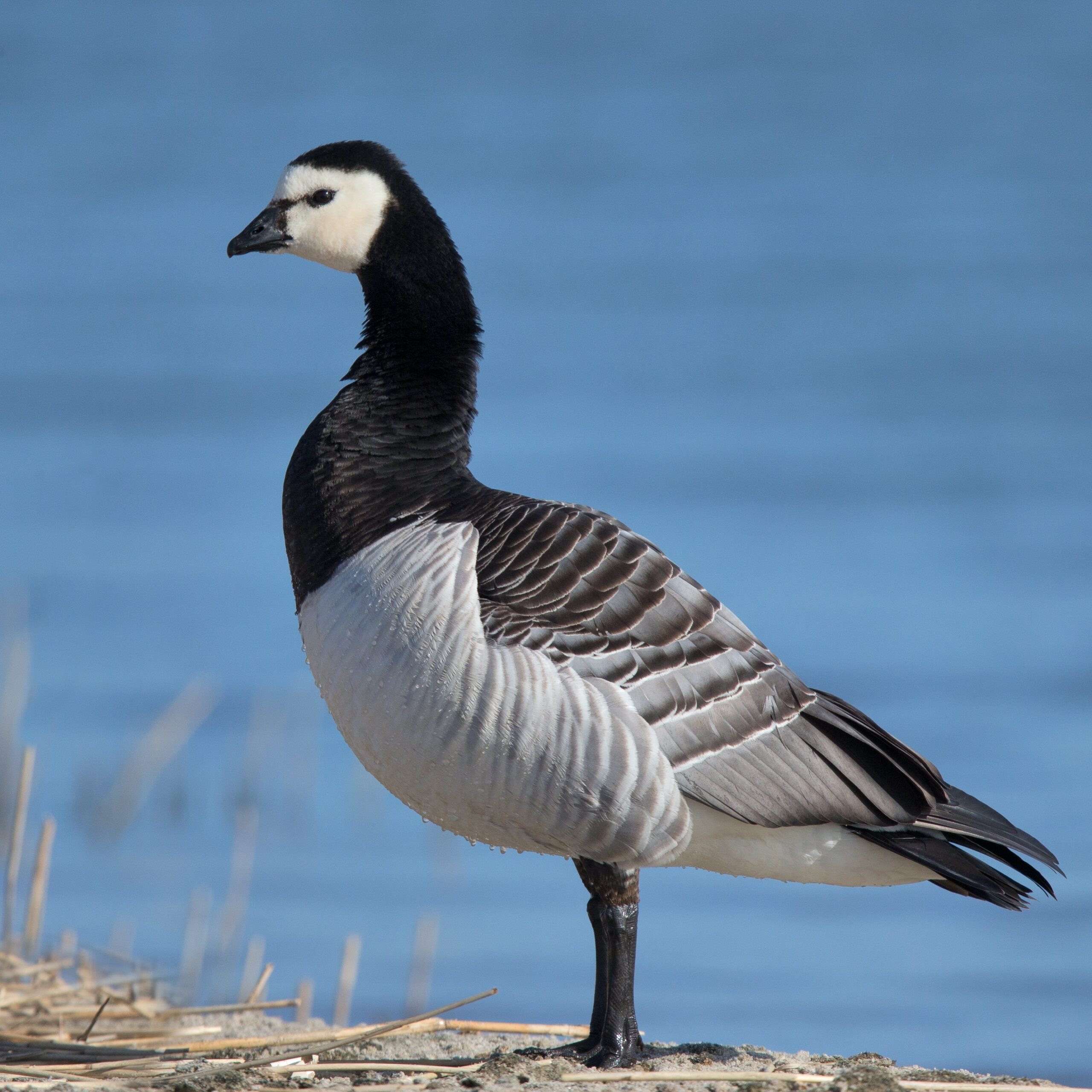 Barnacle Goose Wikipedia