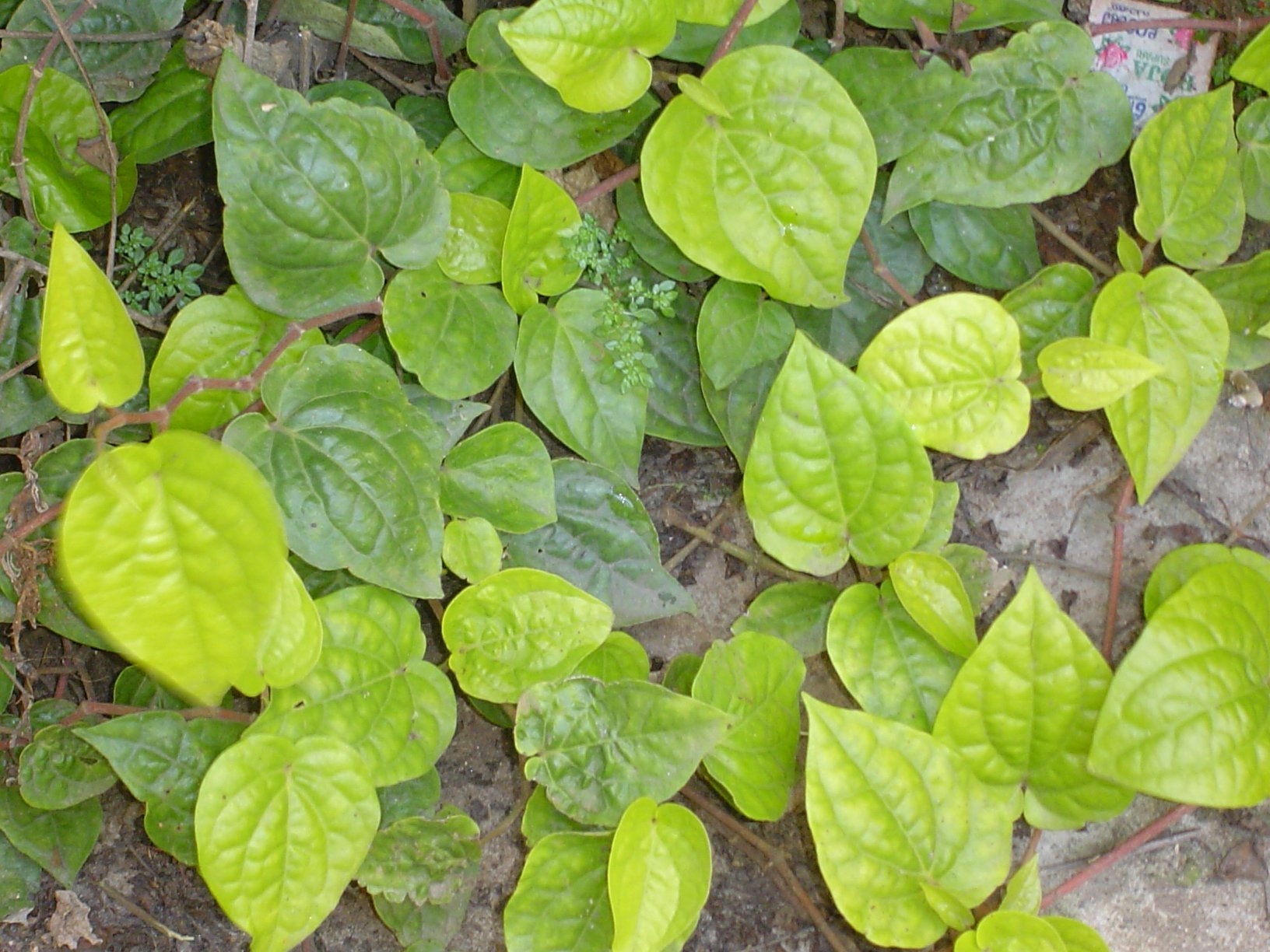 Betel Wikipedia