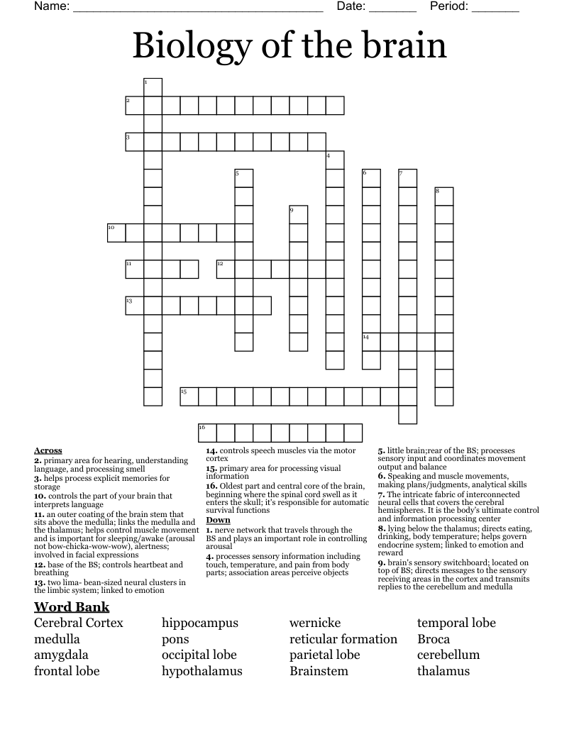 Biology Of The Brain Crossword WordMint