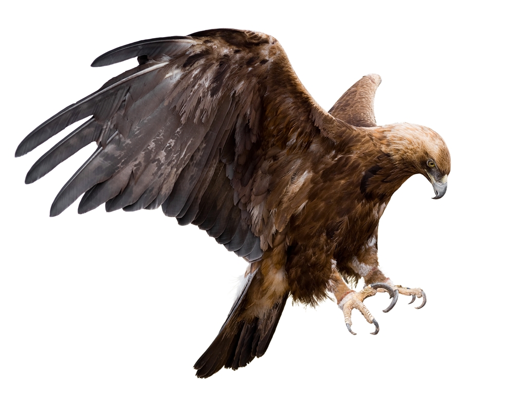 bird of prey crossword clue