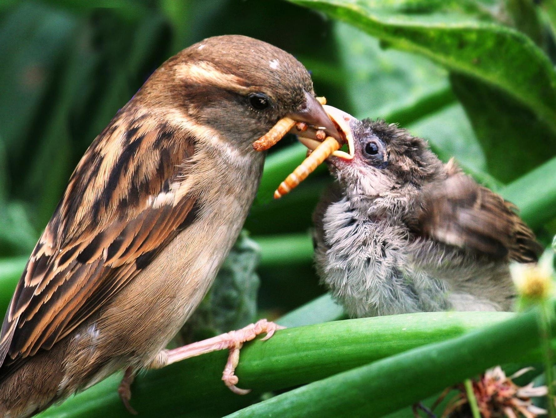 Birds And Bugs Birds Eat Up To 550 Million Tons Of Insects Each Year