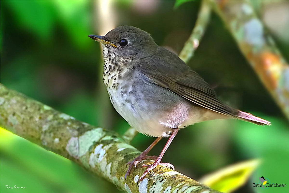 Birds Connect Our World Day 25 BirdsCaribbean