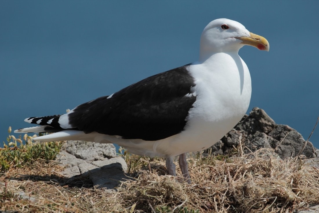 Birds Of The North 29 Arctic Birds And Seabirds