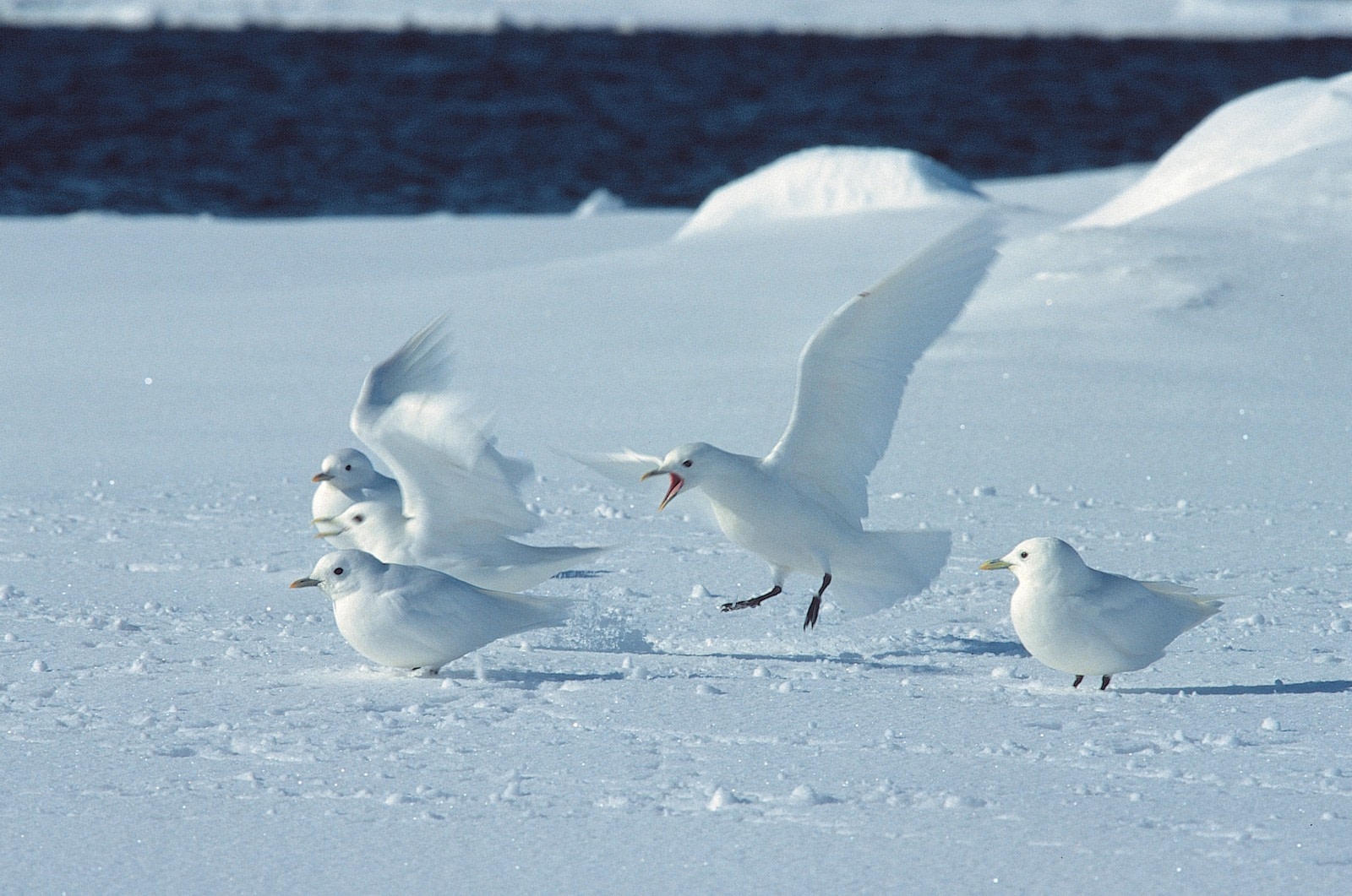 Birds Of The North 29 Arctic Birds And Seabirds