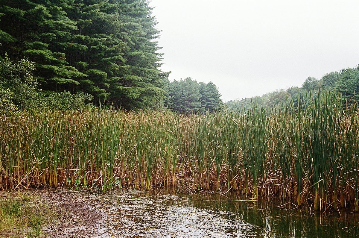 marsh plant crossword clue