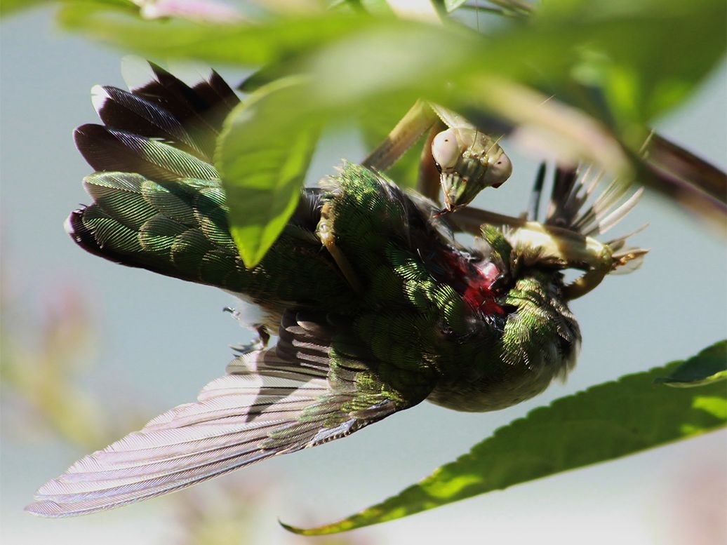 Bug Vs Bird Praying Mantises Feast On Feathered Prey Live Science