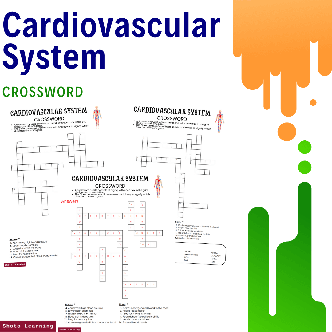 Cardiovascular System Crossword Learn About Hearts Arteries