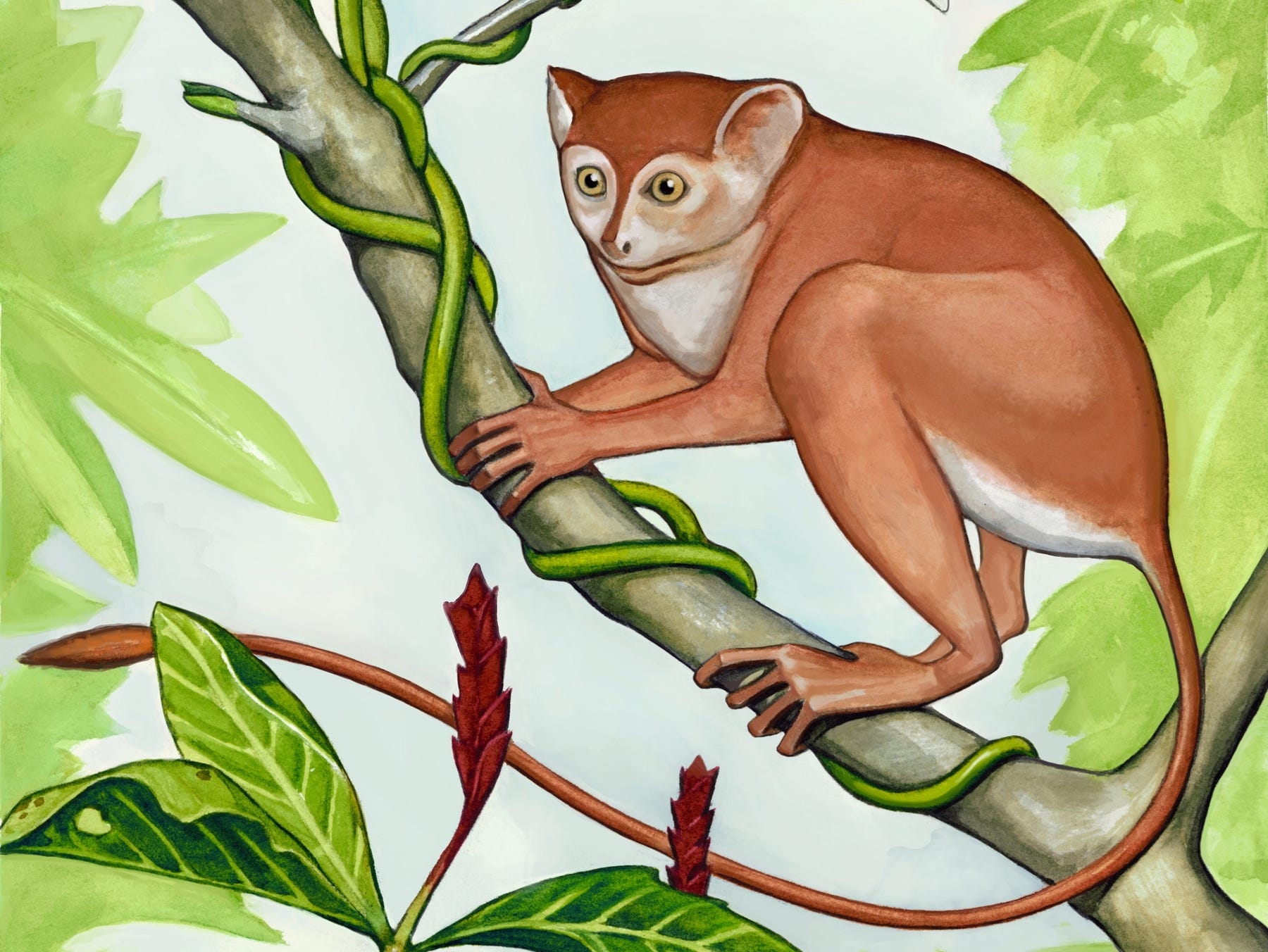 small monkey crossword clue