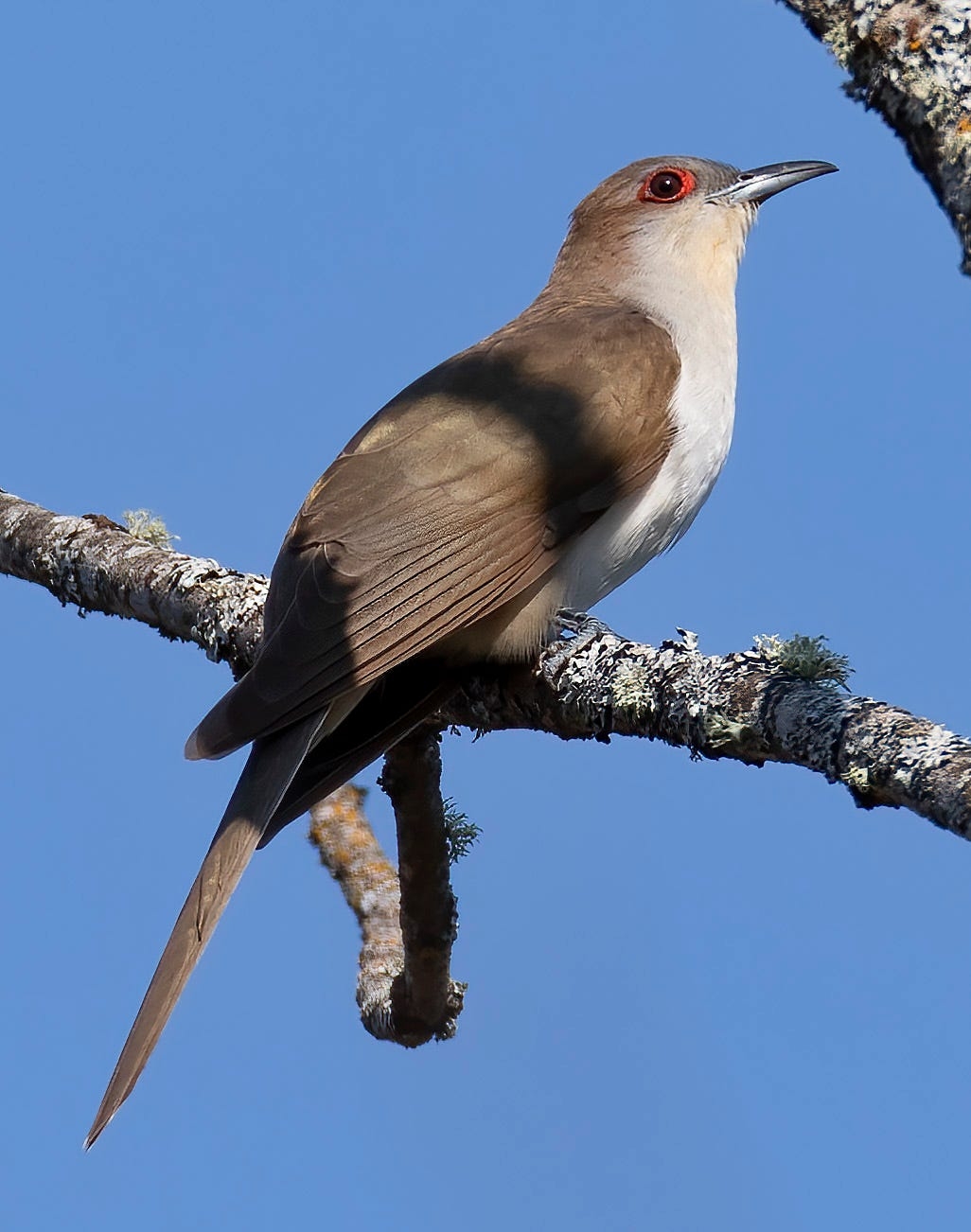 black cuckoo crossword clue
