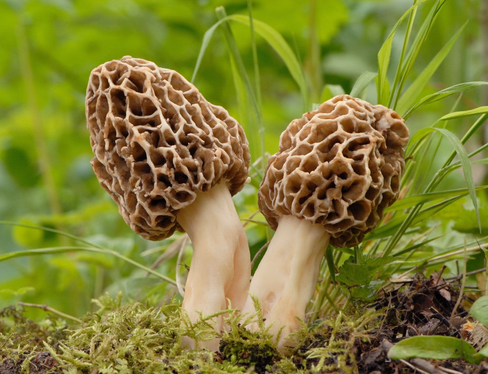 rye fungus crossword clue