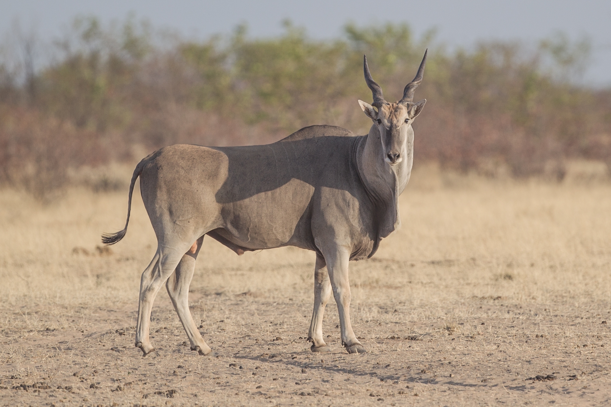 antlered animal crossword clue