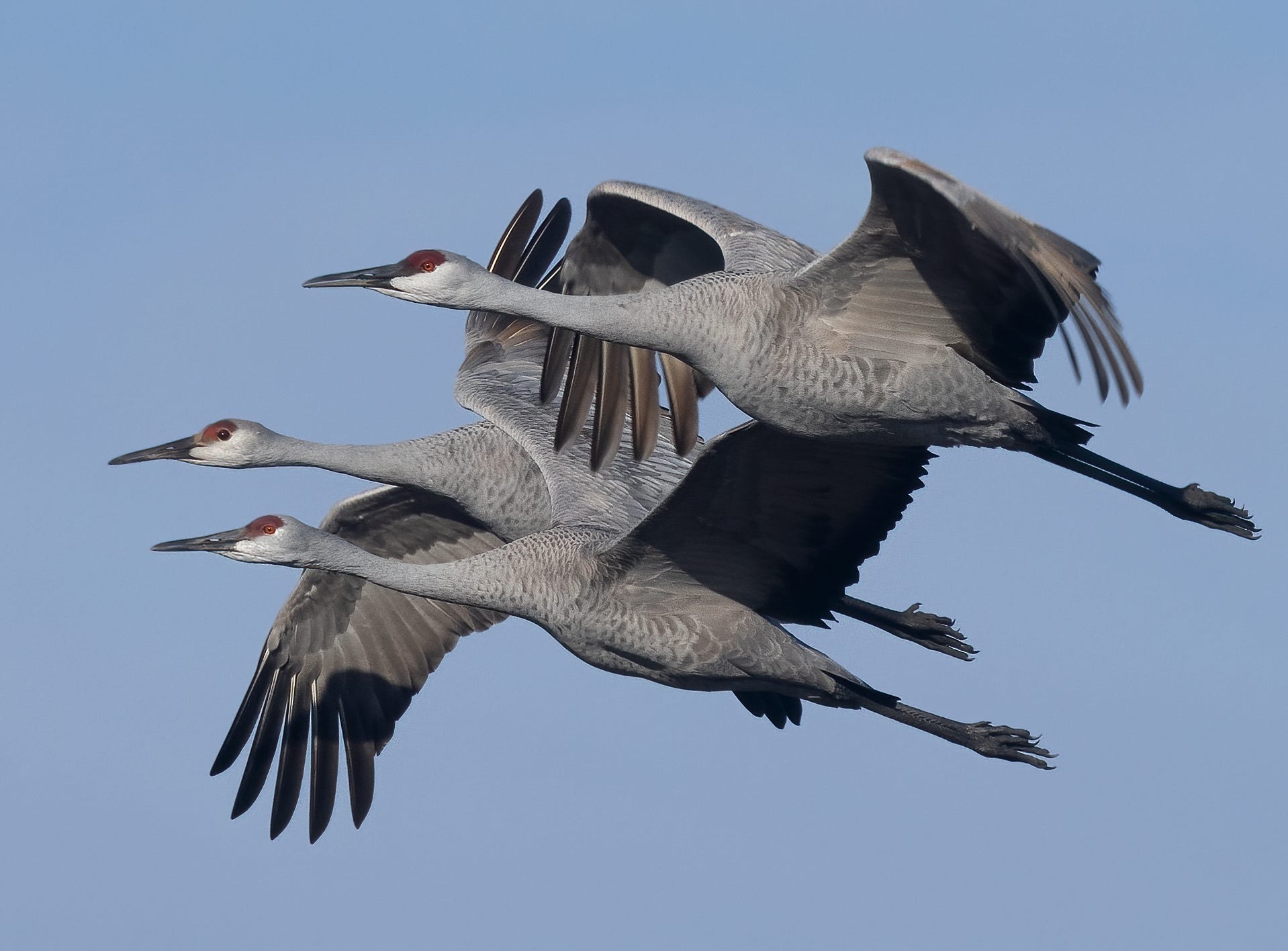 Crowds Of Sandhill Cranes An Unforgettable Sight In Native Marshes