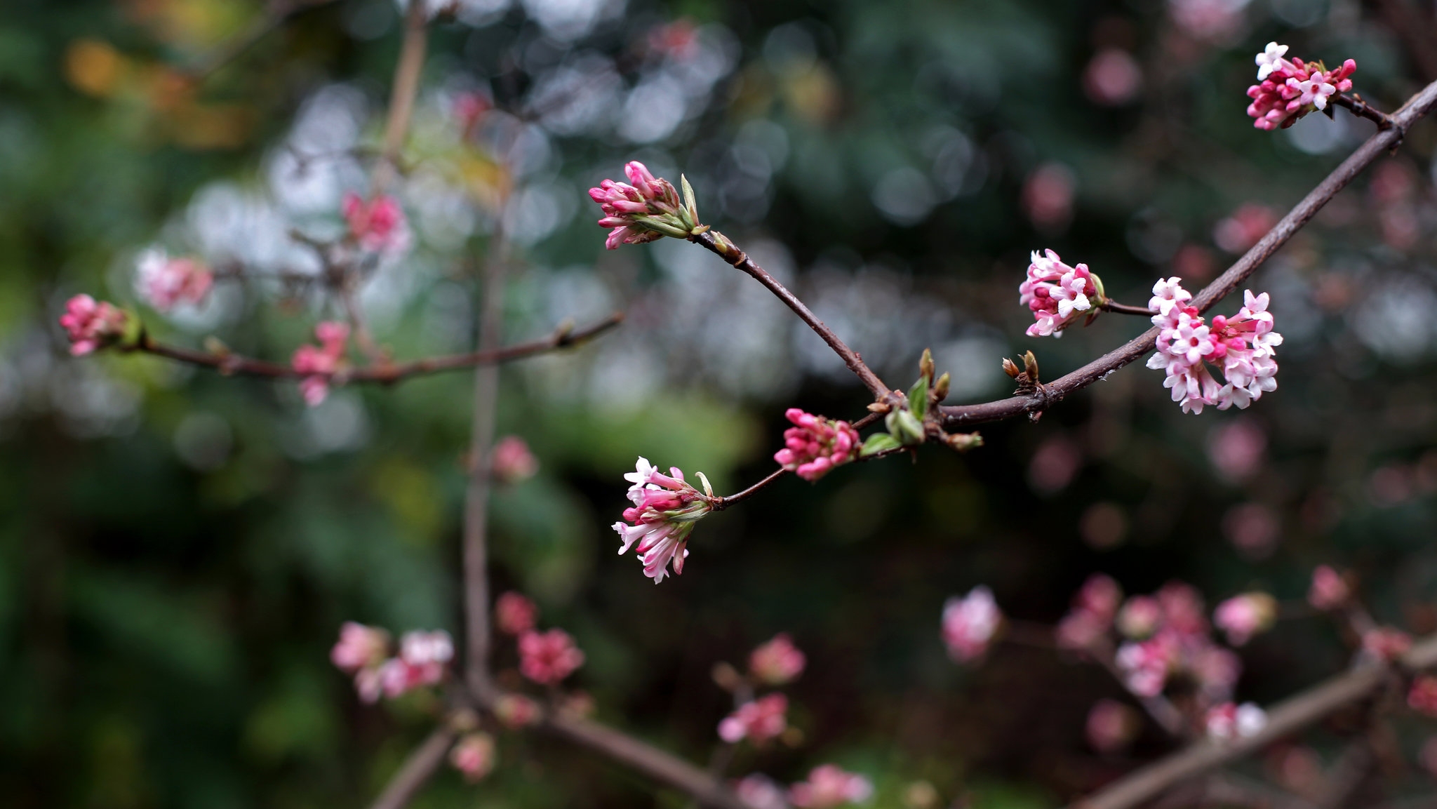 December Heat Tricks Flowers Into Putting On Spring Display The New York Times
