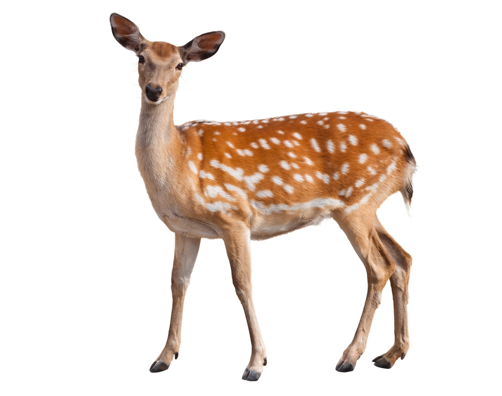 DEER Definition In American English Collins English Dictionary