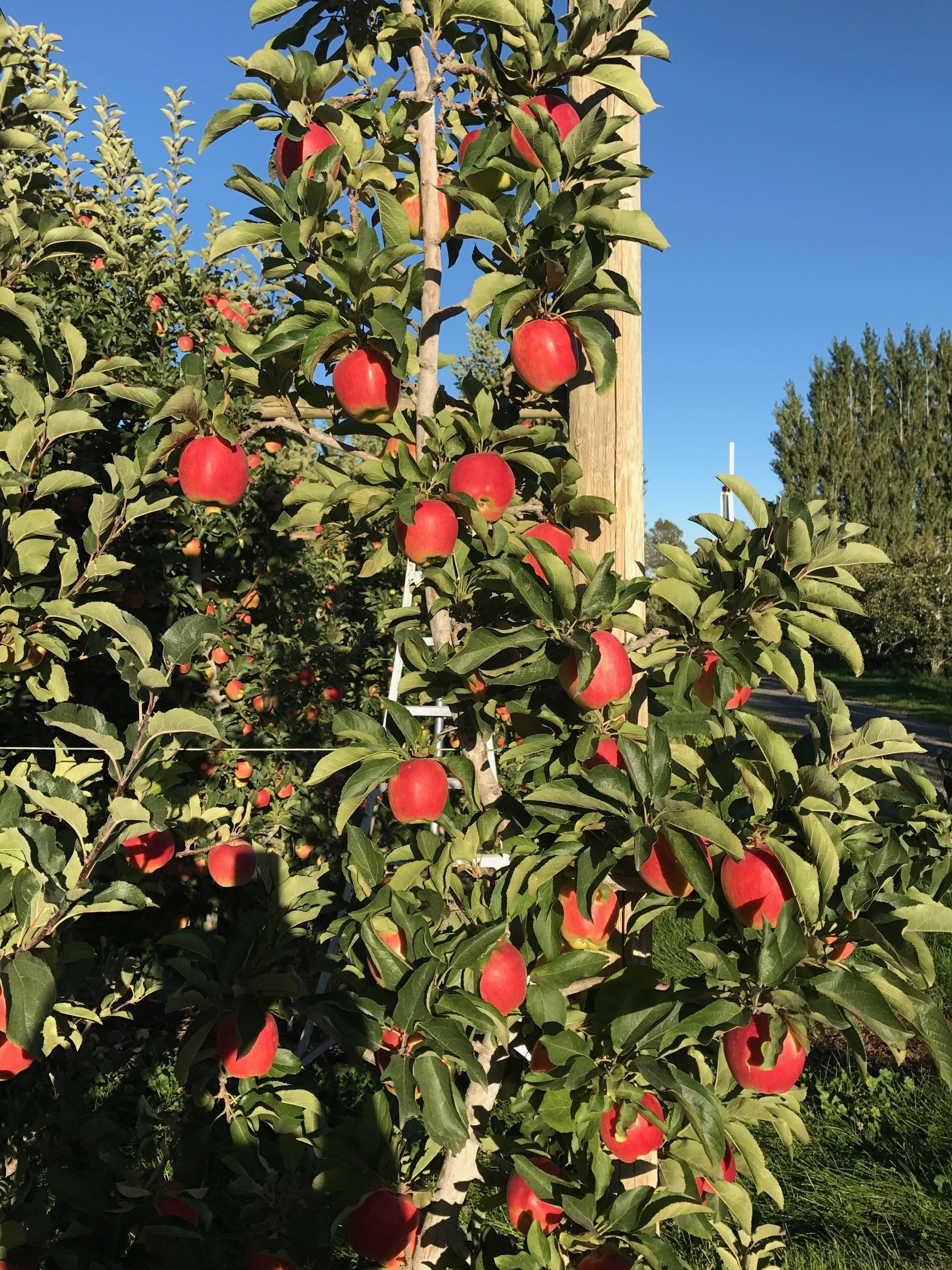 Dessert Apples