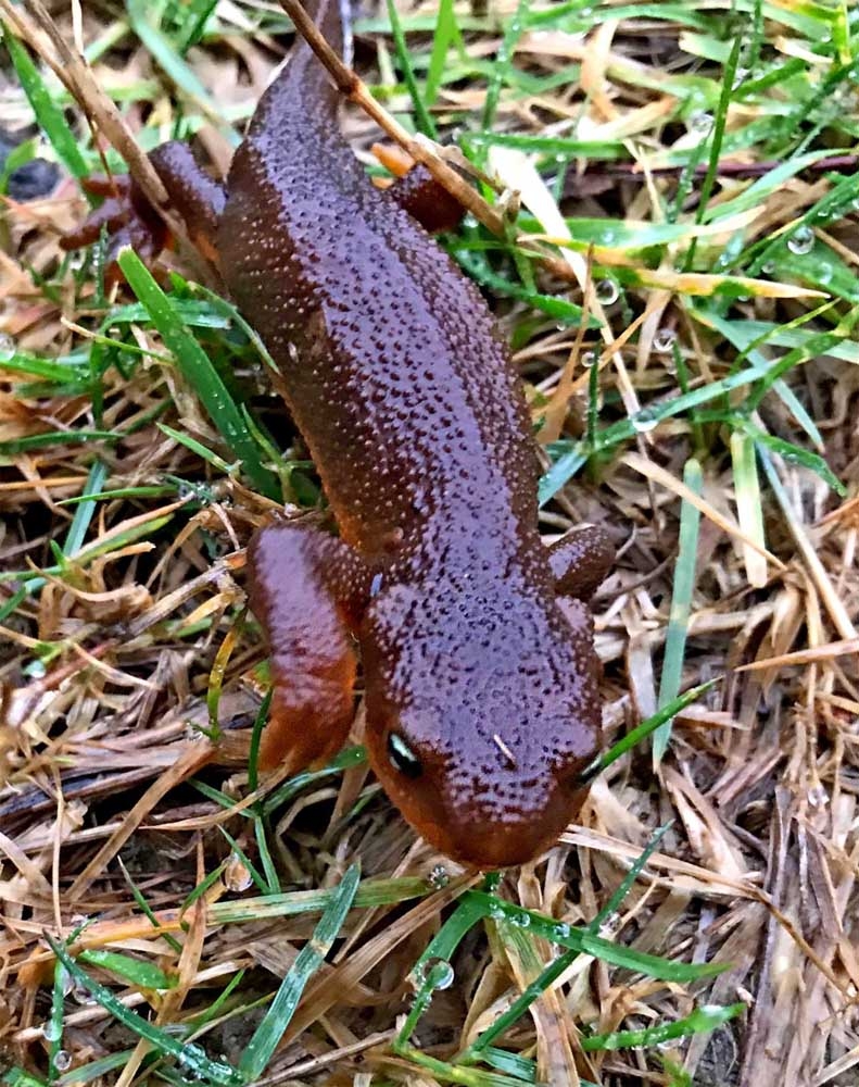 Editor s Notebook January Is The Month Of Newts The Astorian