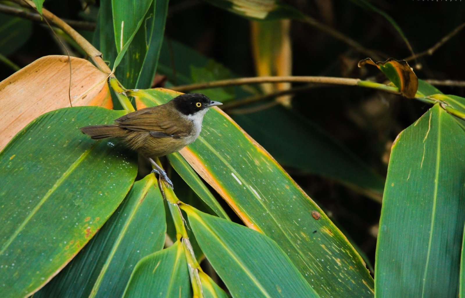 Endemic Bird Day 2019 Crossword Puzzle Bird Count India