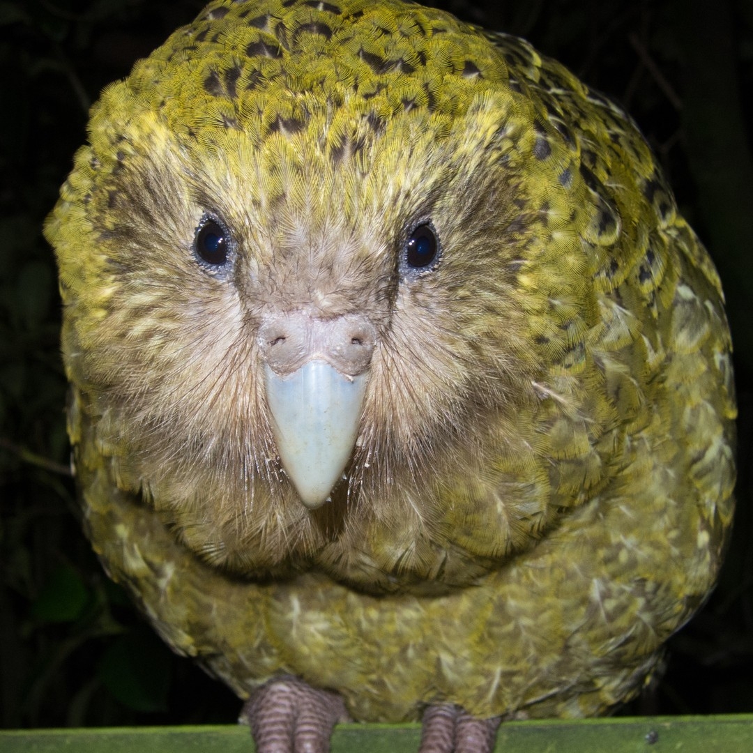 Every One Of These Endearing Parrots Will Have Its Genome Sequenced The Atlantic