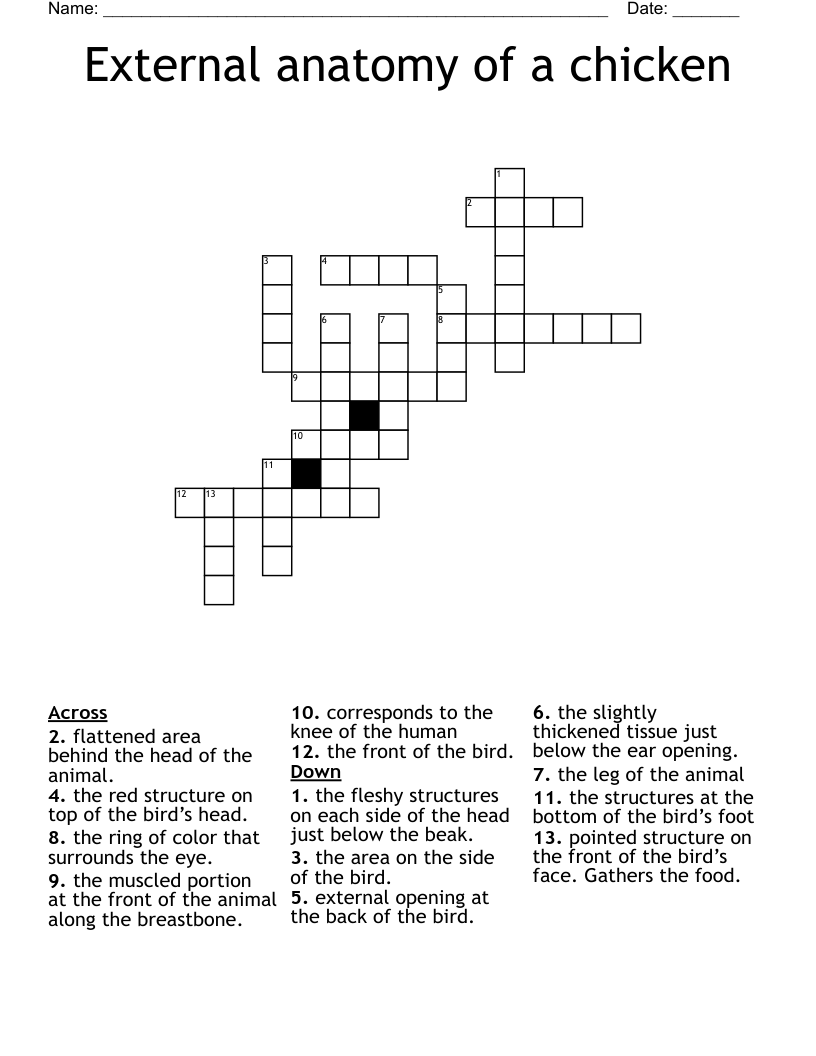 External Anatomy Of A Chicken Crossword WordMint