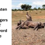 Fare Eaten By Scavengers NYT Crossword Clue August 10 2024