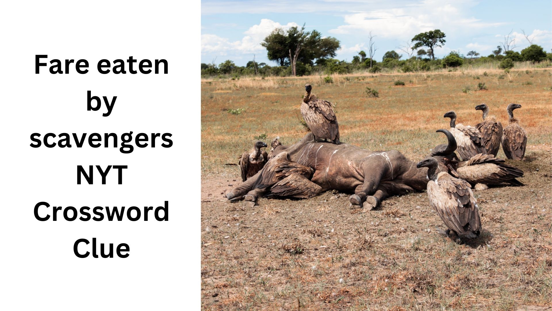 Fare Eaten By Scavengers NYT Crossword Clue August 10 2024