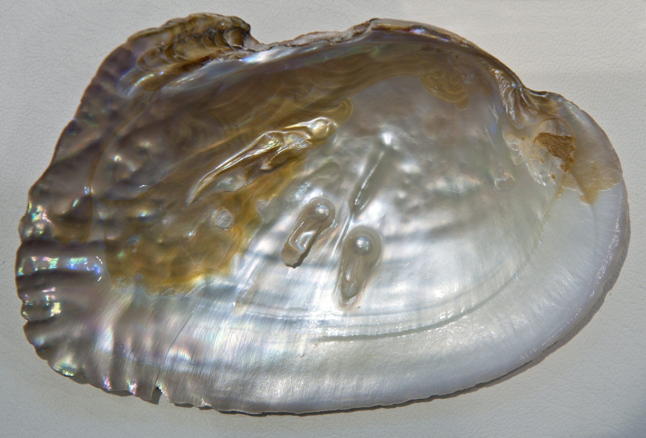 File Mother of pearl Internal beads Hg jpg Wikimedia Commons