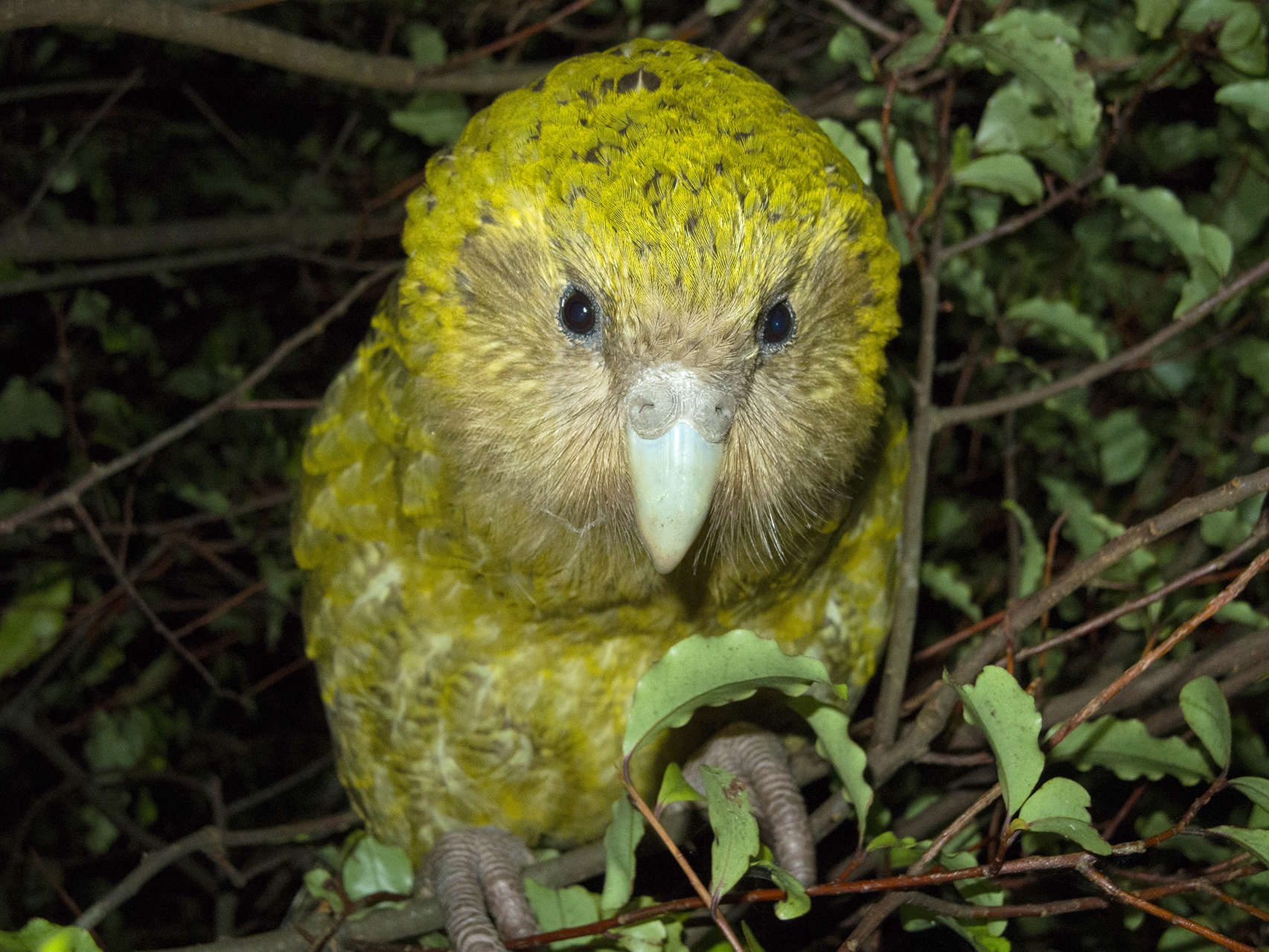Flightless Birds Of New Zealand Birds