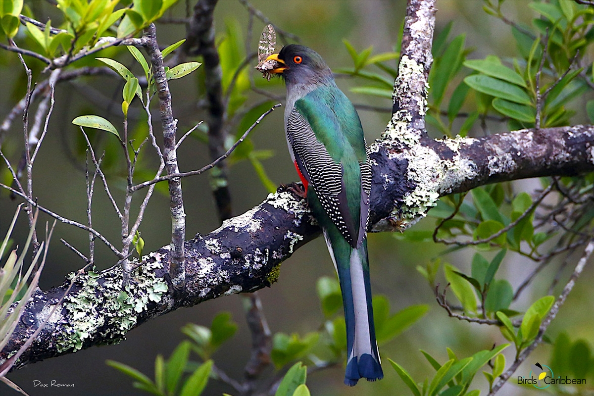 colorful bird crossword clue