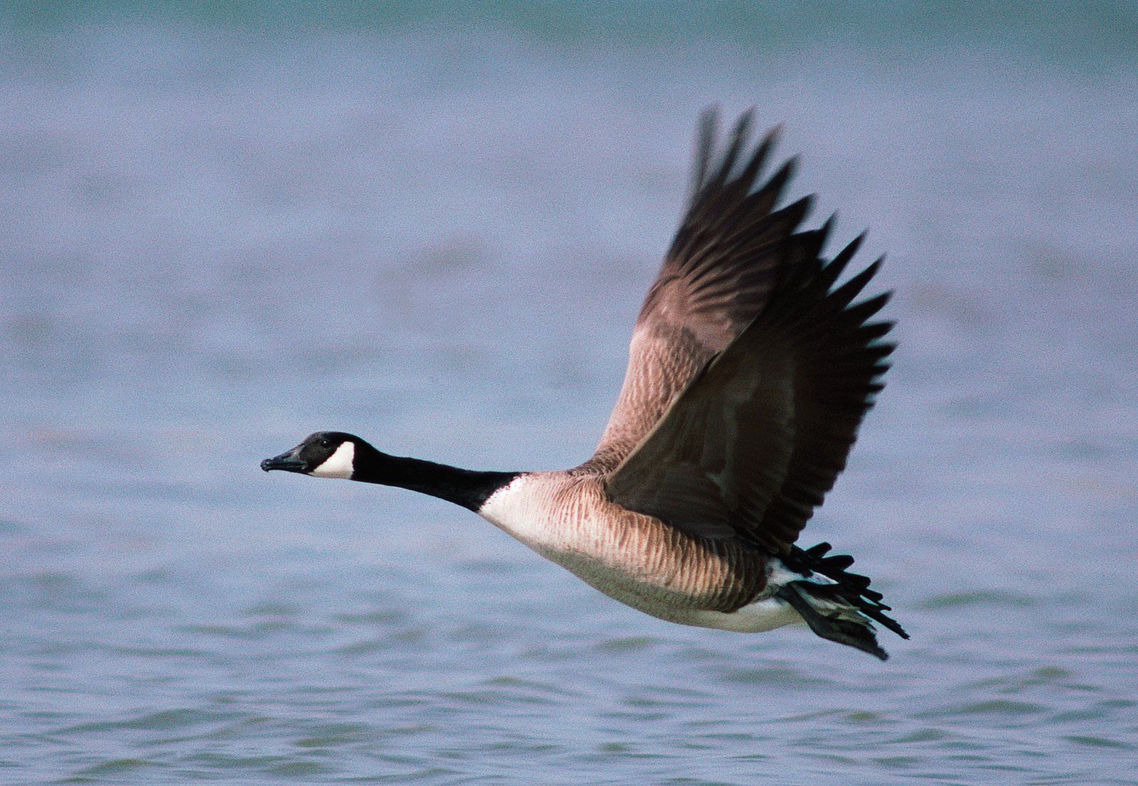 genus of geese crossword