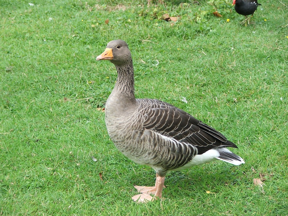 Goose Wikipedia