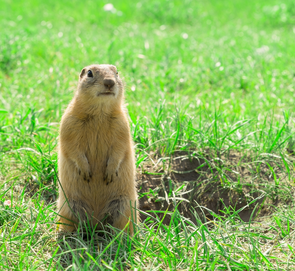 GOPHER Definition In American English Collins English Dictionary