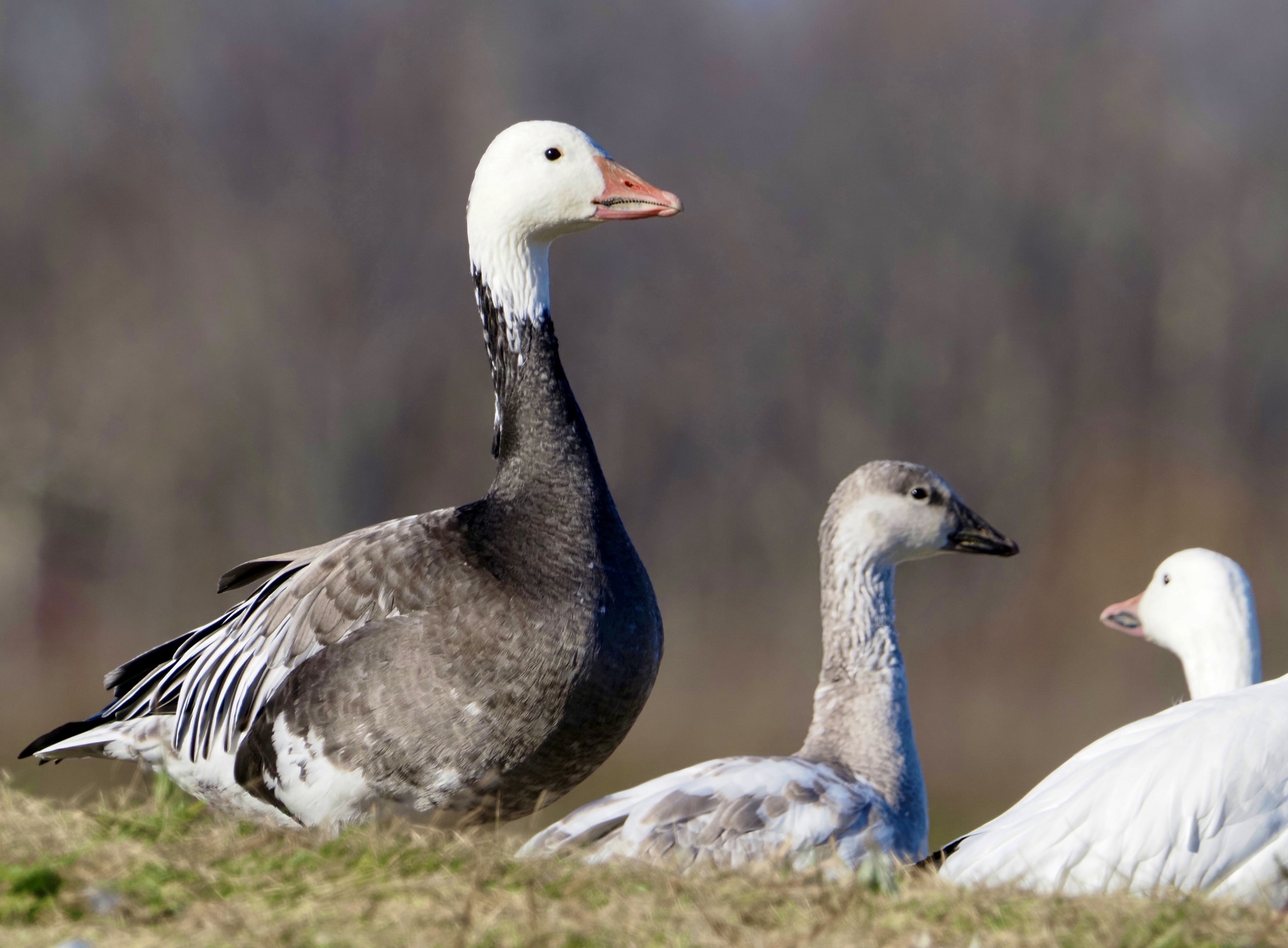 Grey Geese Genus Anser INaturalist