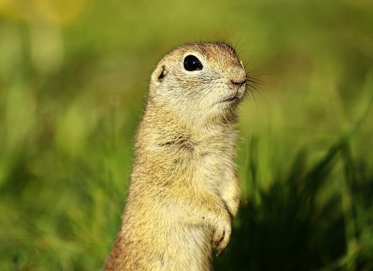 burrowing rodent crossword clue