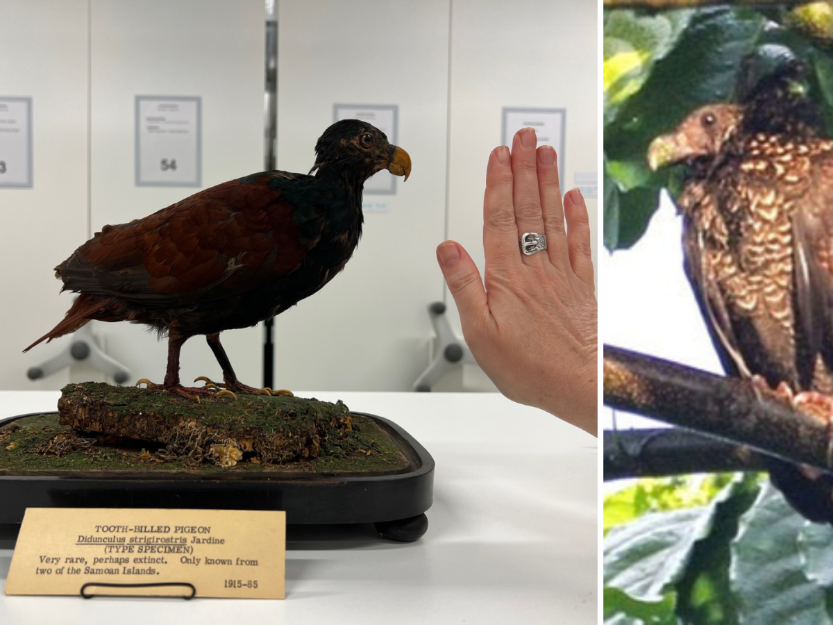 How AI Is Locating An Endangered Bird Species Missing For Over A Decade Mashable