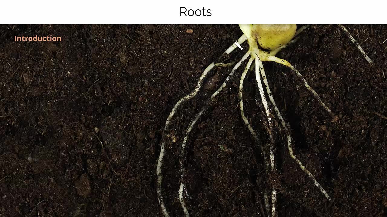 How Does The Structure Of A Seed Appendage Crossword Clue Help In Identifying Various Types Of Seed Adaptations For Dispersal And What Evolutionary Advantages Do Different Appendages Like Wings Hairs Or Hooks