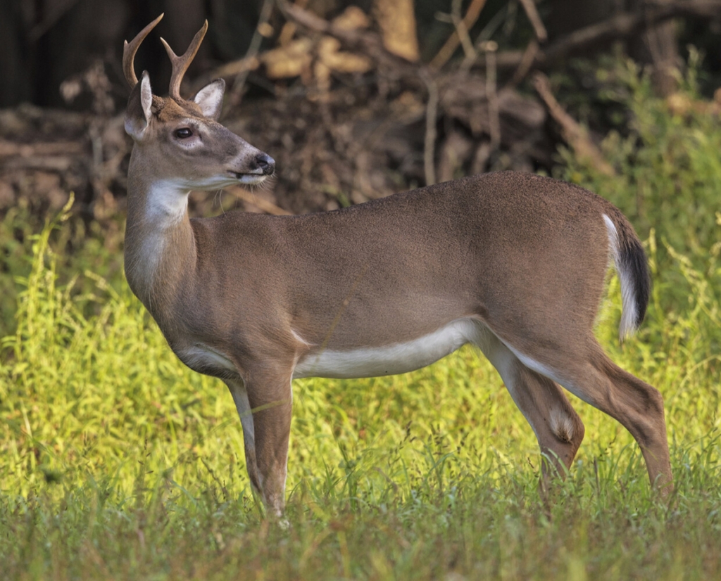 Hunting How Can You Tell The Age Of A Deer Here Are Some Tips