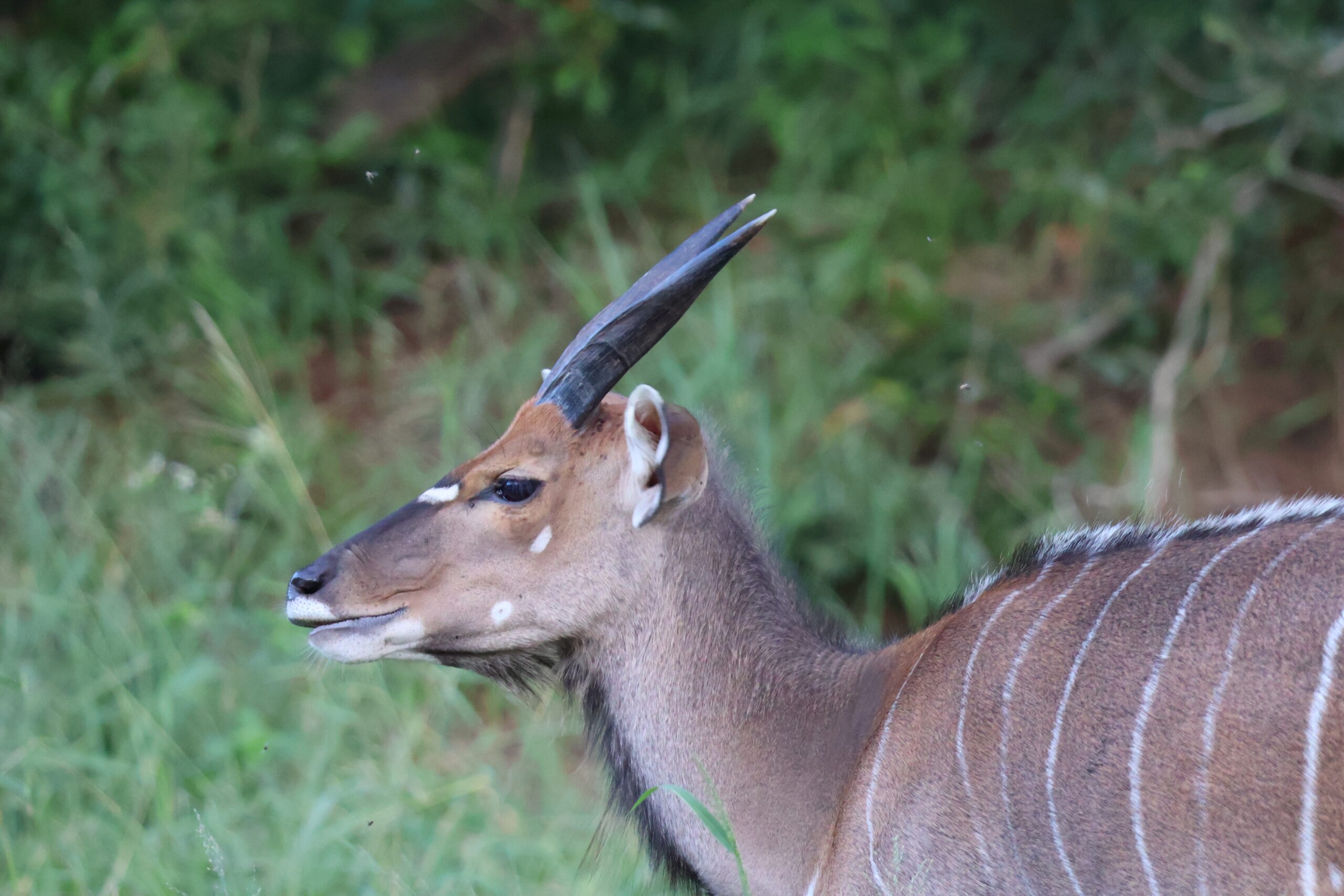 african antelope crossword clue